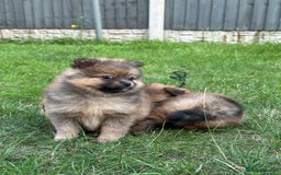Pomeranian dogs for sale: 5 BEAUTIFUL TEDDY TYPE FOXY POMERANIANS - Image 3