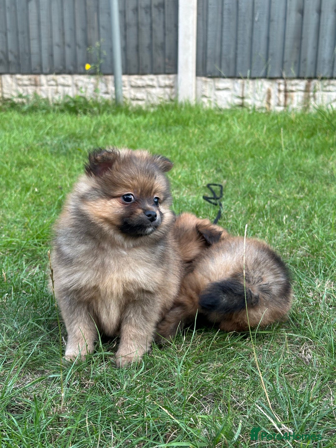 Pomeranian dogs for sale: 5 BEAUTIFUL TEDDY TYPE FOXY POMERANIANS - Image 3