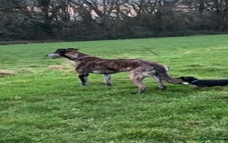 Mixed Breed dogs for sale: Beautiful litter of puppies  - Image 1