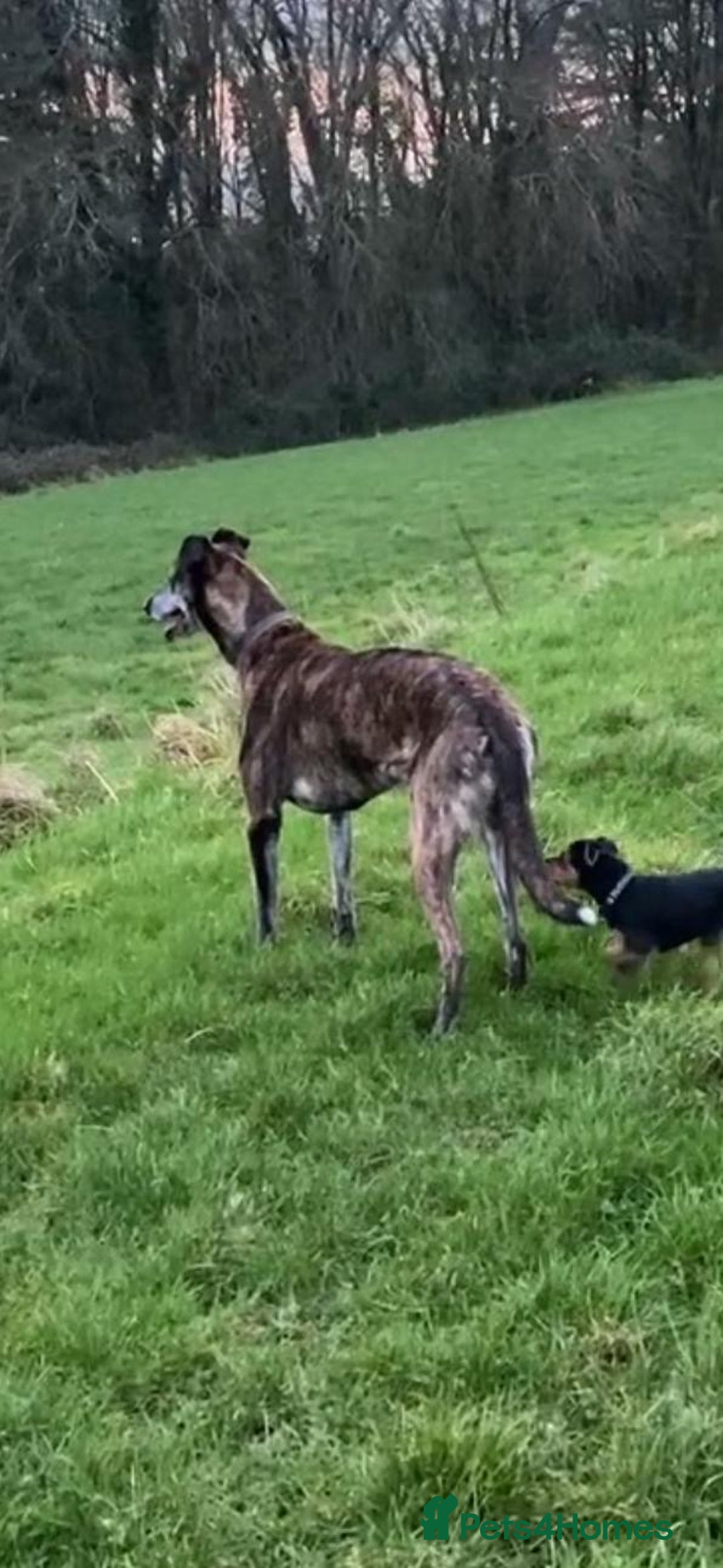 Mixed Breed dogs for sale: Beautiful litter of puppies  - Image 1