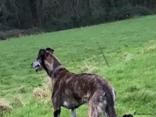 Mixed Breed dogs - Advert 1