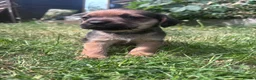 Mixed Breed dogs for sale: Beautiful super friendly puppies  in Banbury - Advert 6