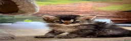 Selkirk Rex cats for sale: Gorgeous Selkirk rex kittens 😻 - Advert 16