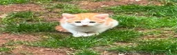 Arabian Mau cats for sale: 5 lovely kittens - Advert 3