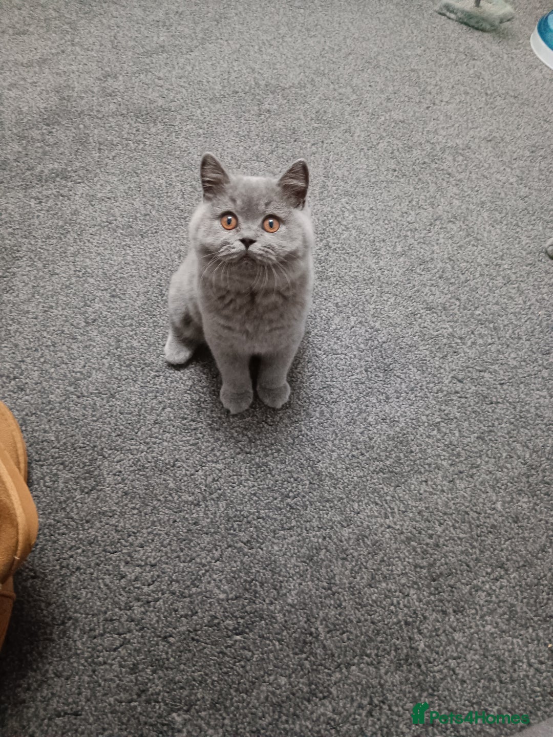 British Shorthair cats for sale: British shorthairs  - Image 3