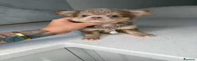 Chihuahua 1