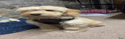 Cockapoo dogs for sale: Narla female cockerpoo  in Glastonbury - Advert 11