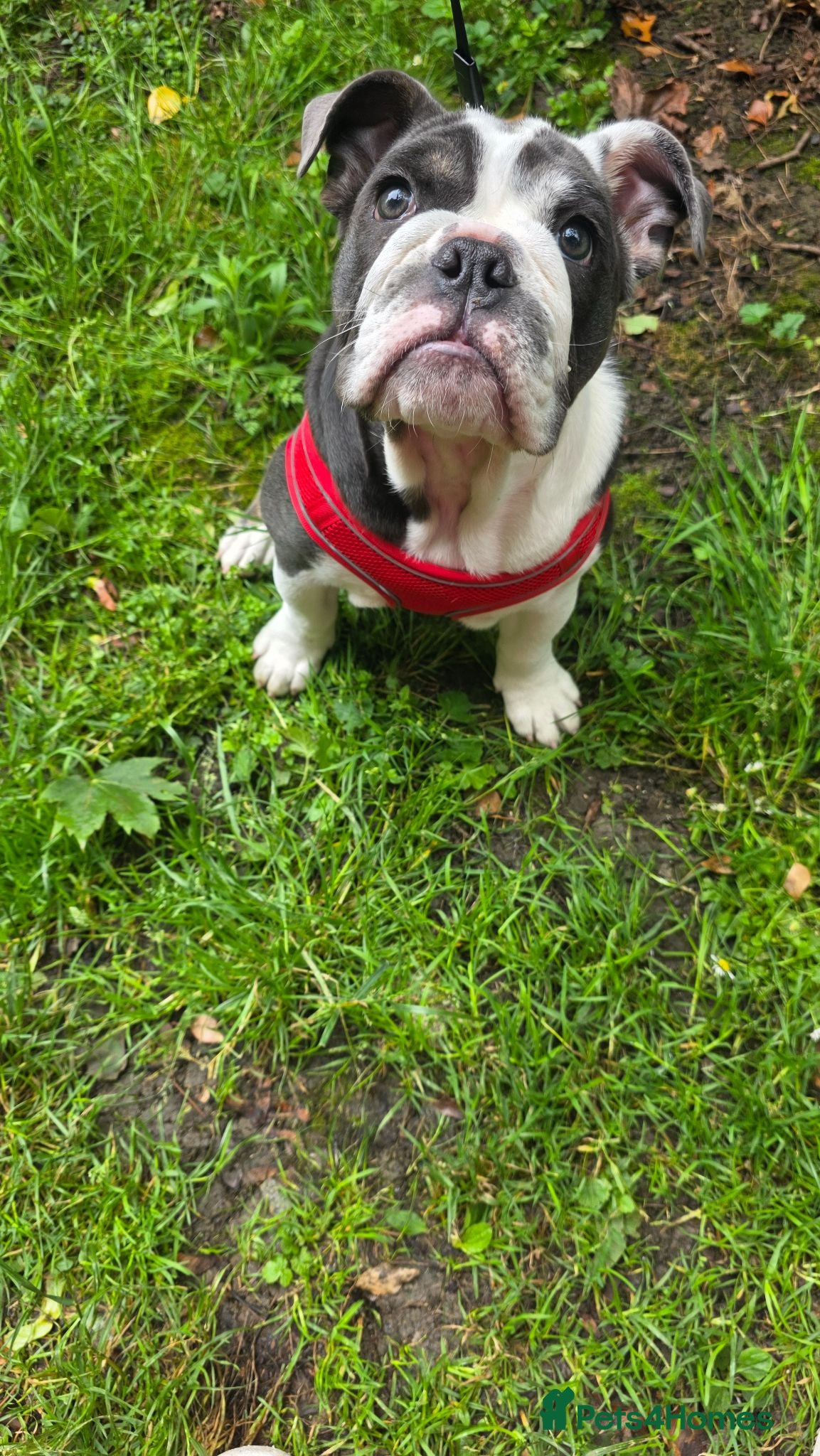 English Bulldog dogs English Bulldog puppy  - Advert 1