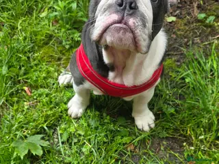 English Bulldog dogs English Bulldog puppy - Advert 1