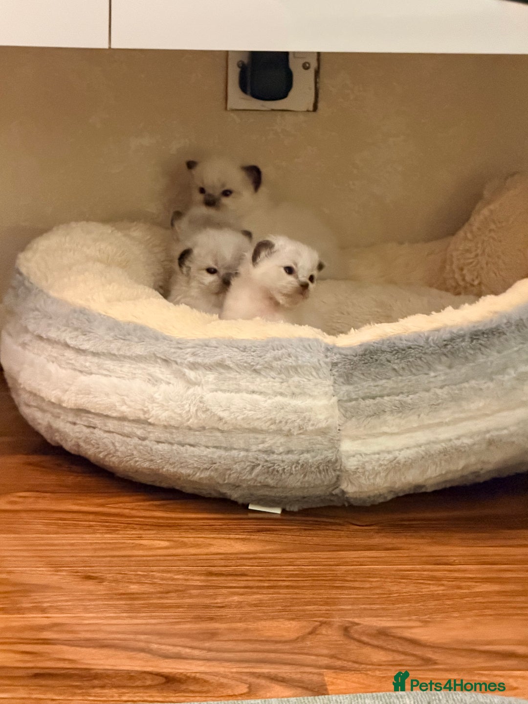 Ragdoll cats for sale: Title: Pure and  Fluffy Pedigree Ragdoll Kittens - Image 11