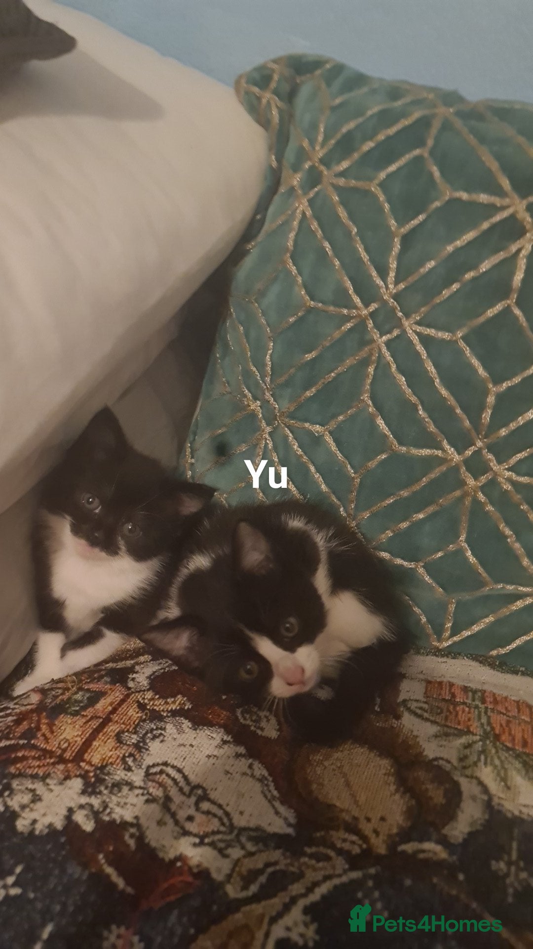 British Shorthair cats British shorthair  - Advert 2