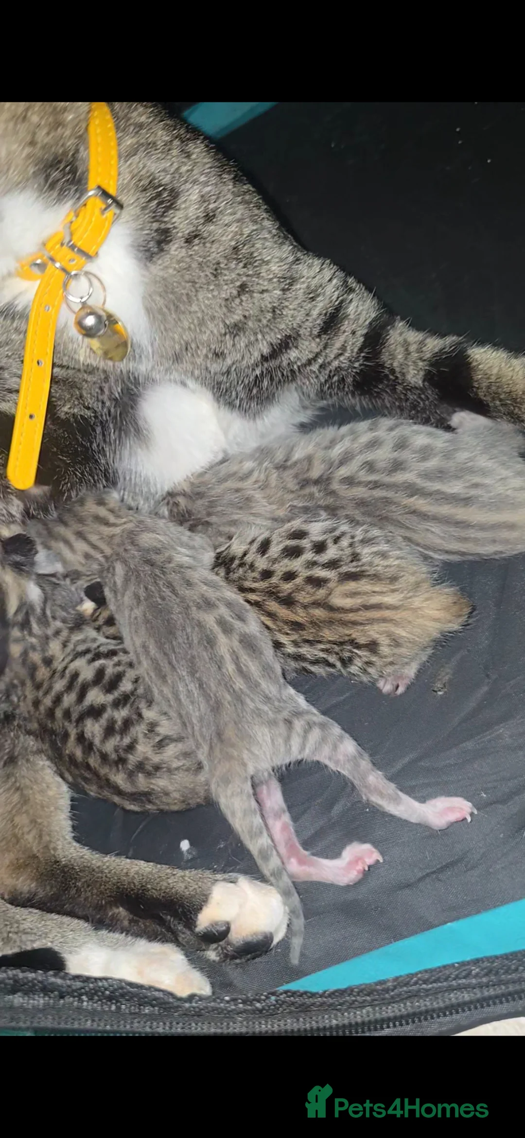 Bengal cats for sale: ✨ STUNNING SILVER & SPOTTED SAVANNAH X BENGALS✨ - Advert 2