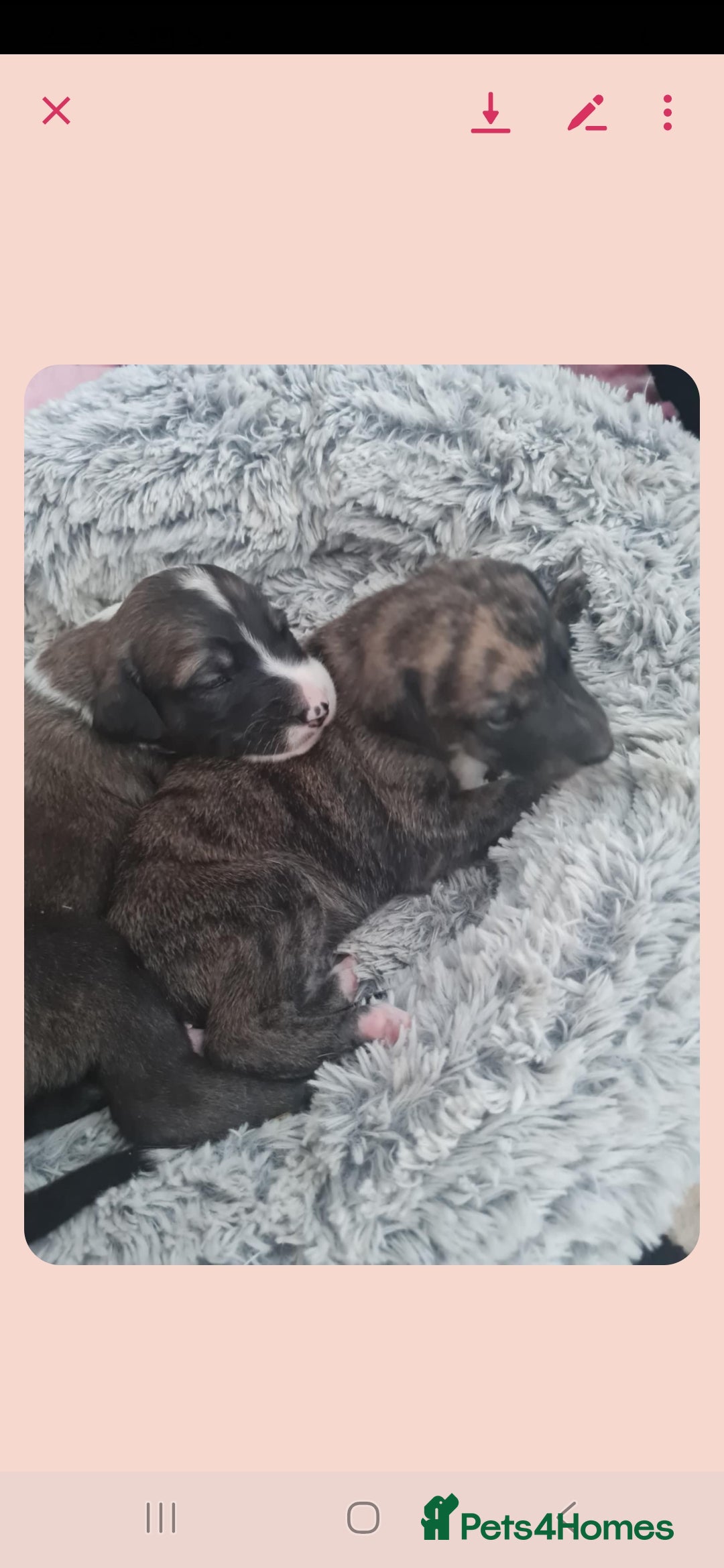Mixed Breed dogs for sale: Saluki/greyhound puppies  - Image 4