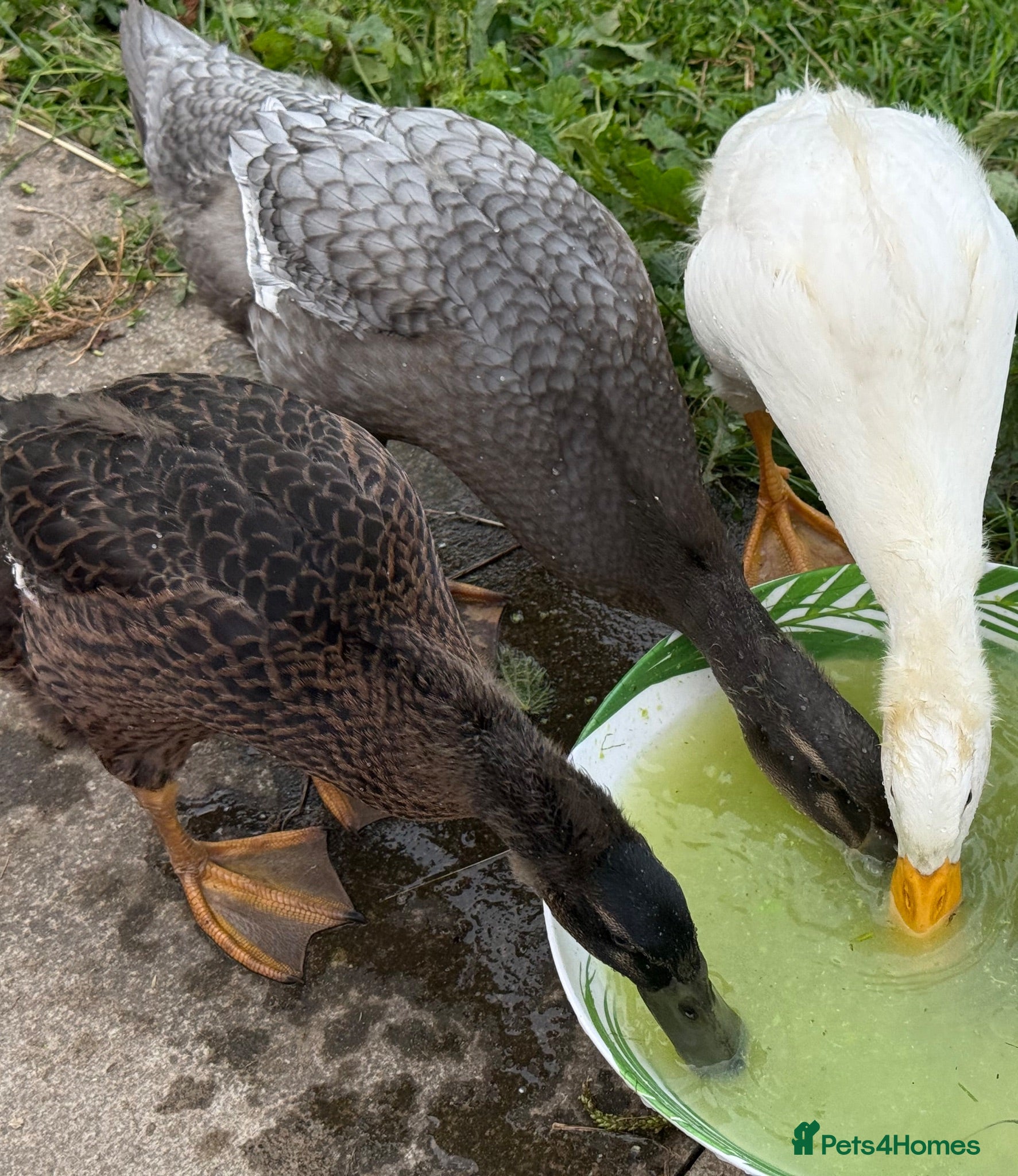 Ducks poultry Runner Ducks - free to a good home  - Advert 1