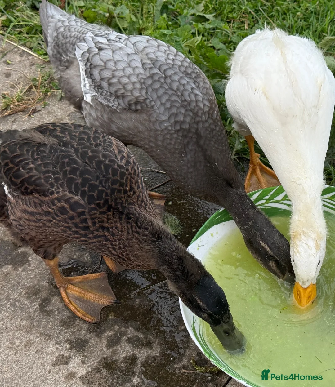 Ducks poultry for sale: Runner Ducks - free to a good home  in Warrington - Advert 1