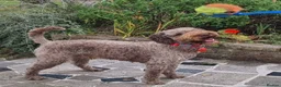Cockapoo dogs for stud: Extensively DNA tested, experienced Cockapoo in Wrexham - Advert 2