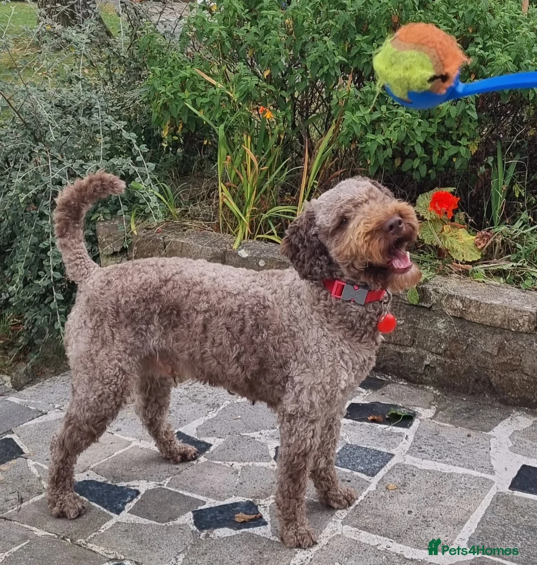 Cockapoo dogs for stud: Extensively DNA tested, experienced Cockapoo in Wrexham - Advert 2