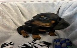 Miniature Dachshund dogs for sale: Stunning miniature dachshund puppies  - Image 7