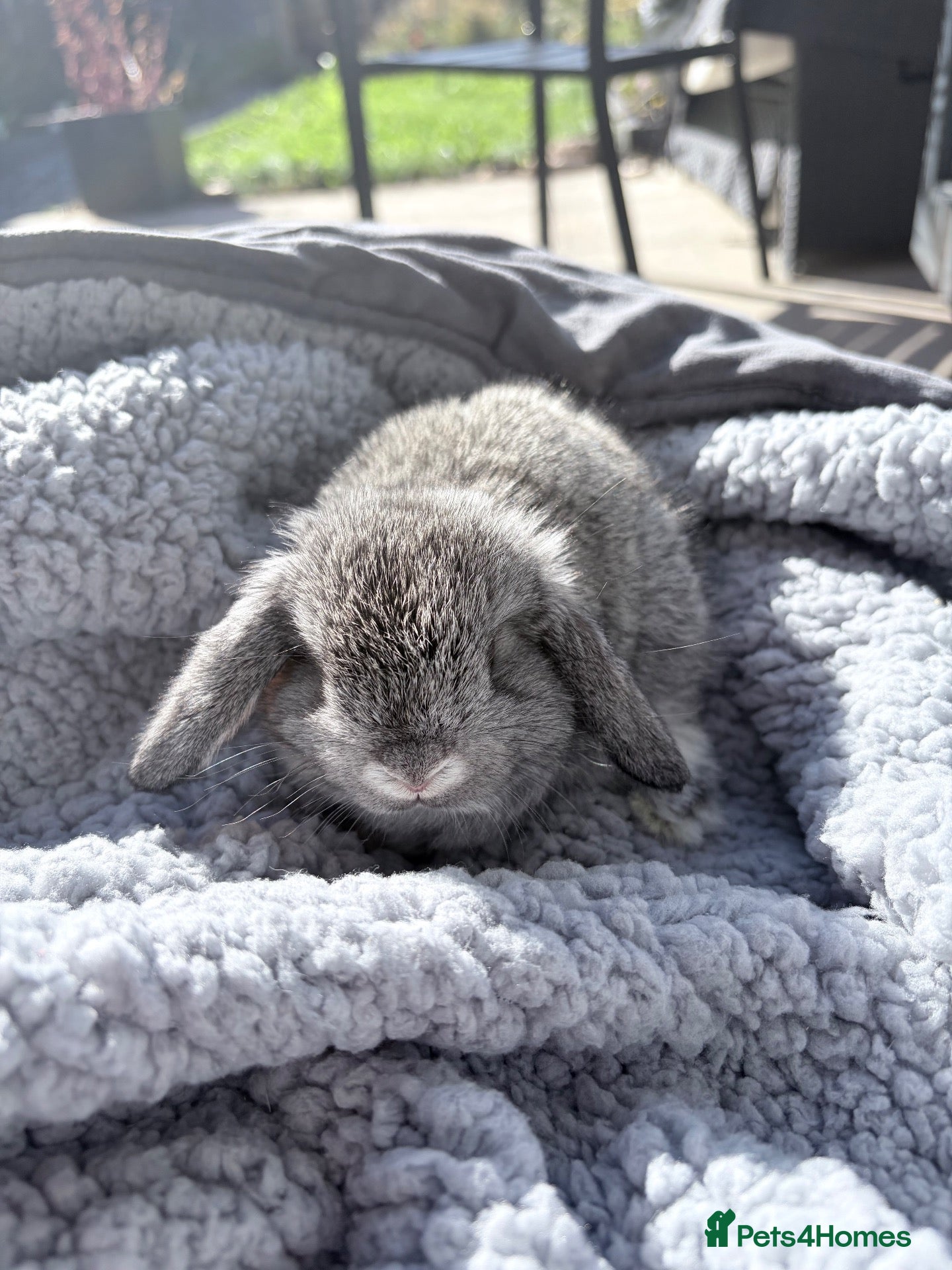 Mini Lop rabbits Male bunny available - Advert 13