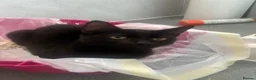 Domestic Shorthair cats for sale: KITTENS FREE in Mitcham - Advert 7