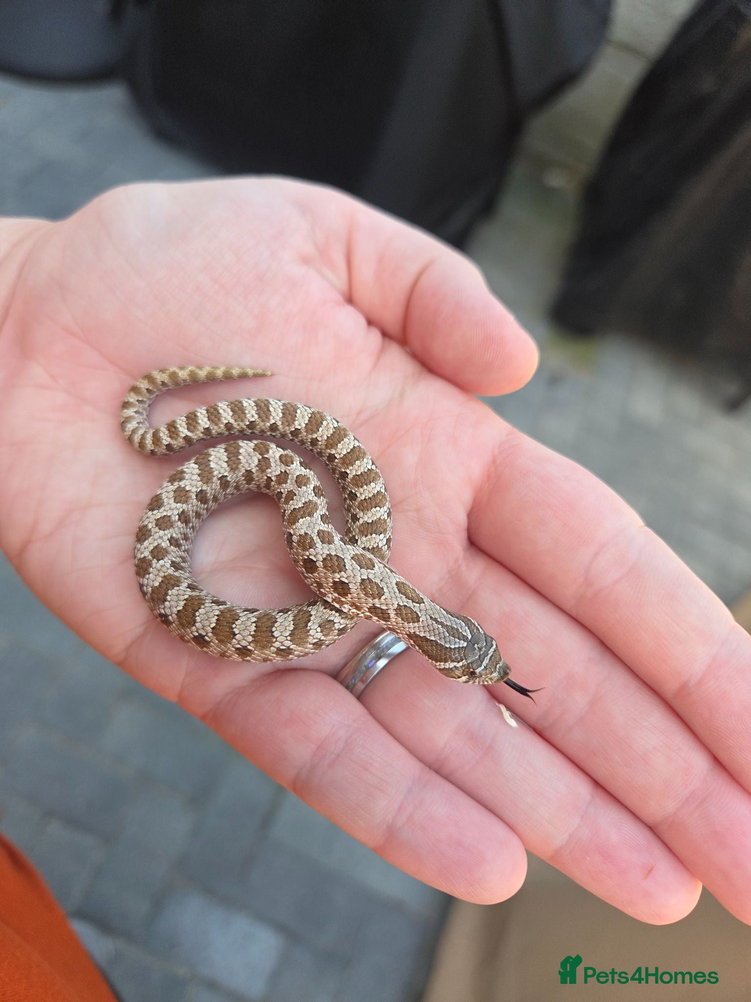 Snake reptiles Western Hognose Babies - Normal and Axanthics - Advert 1