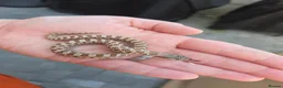 Snake reptiles for sale: Western Hognose Babies - Normal and Axanthics - Advert 1