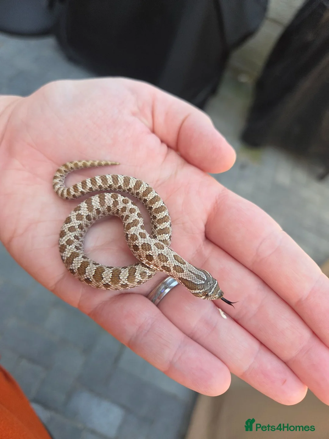 Snake reptiles for sale: Western Hognose Babies - Normal and Axanthics - Advert 1