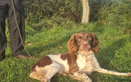 English Springer Spaniel dogs for sale: KC Health Tested Pups ready Nov 25 - Image 4