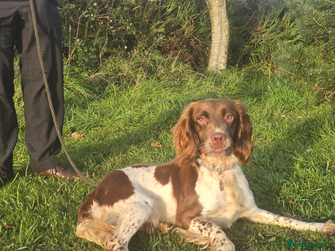 English Springer Spaniel dogs for sale: KC Health Tested Pups ready Nov 25 - Image 4
