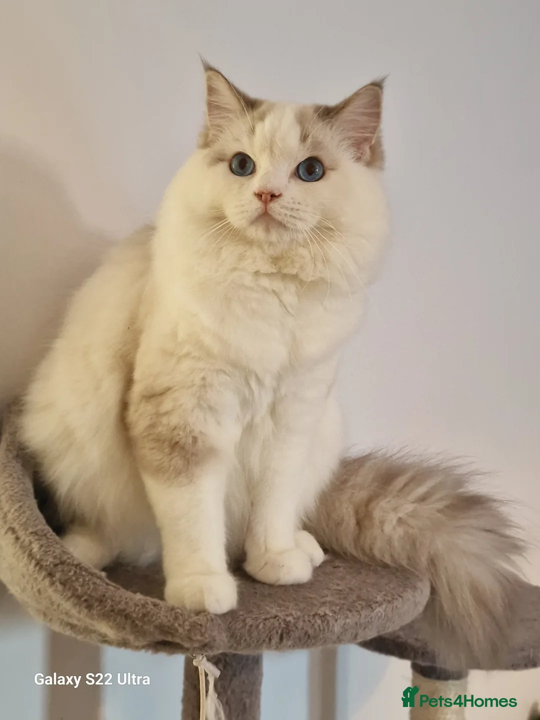 Ragdoll cats for sale: 💎 Elite Ragdoll Kittens  💎 - Advert 5
