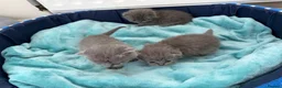 Scottish Fold cats for sale: British Shorthair and Scottish Fold kittens - Advert 10
