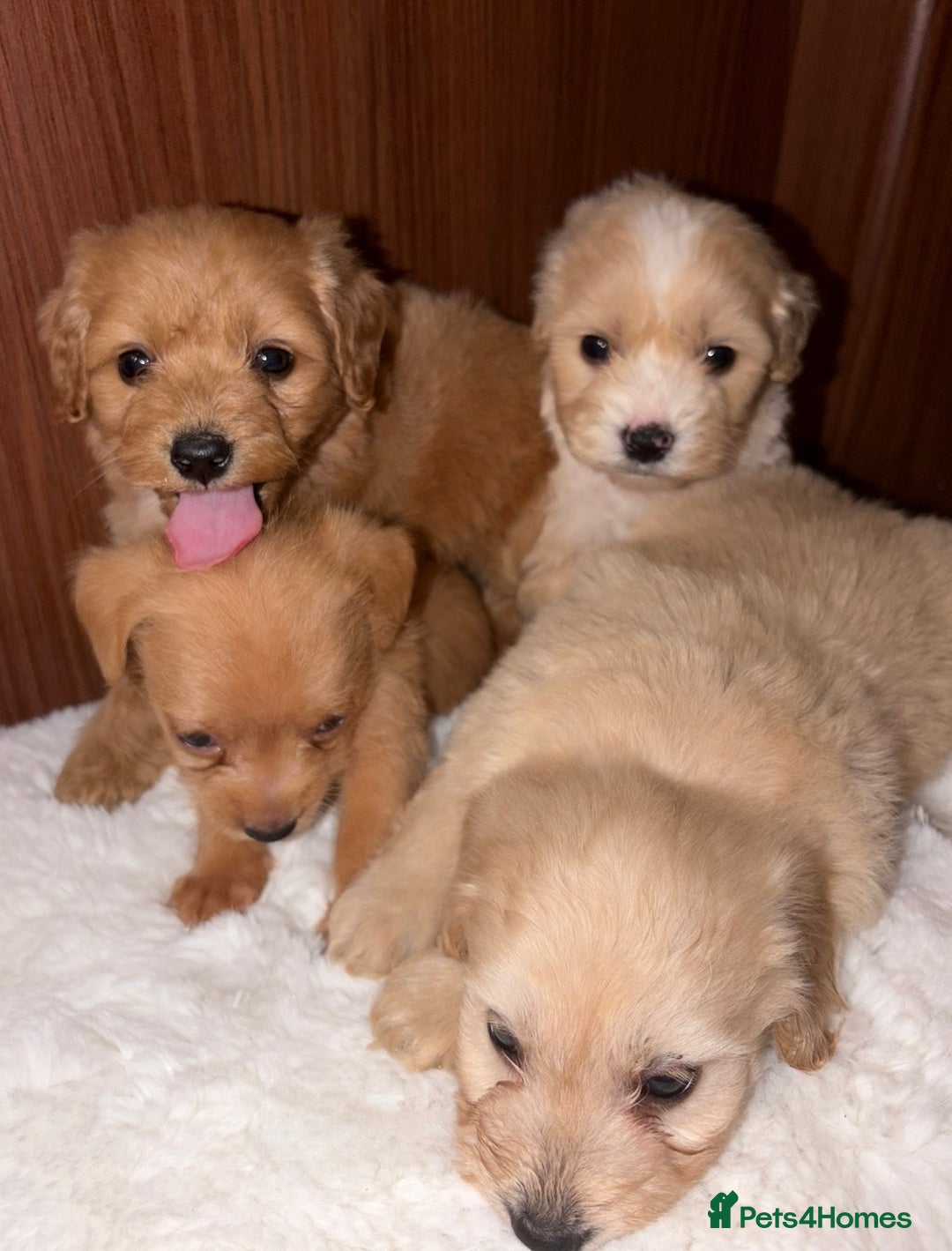Mixed Breed dogs for sale: Puppies  - Advert 2