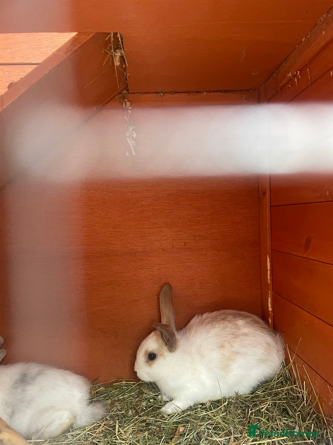 Mixed Breed rabbits for sale: Mixed breed baby rabbits  - Image 5