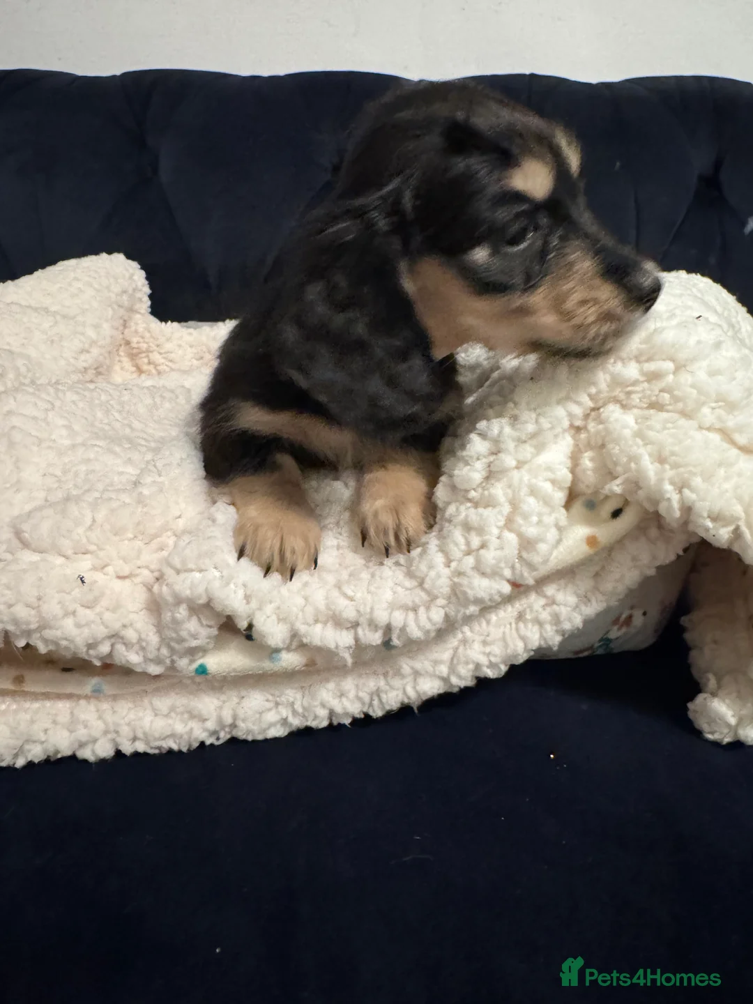 Miniature Dachshund dogs for sale: KC MINIATURE LONG HAIR PUPPYS, CREAM/BLACK & CREAM - Advert 5