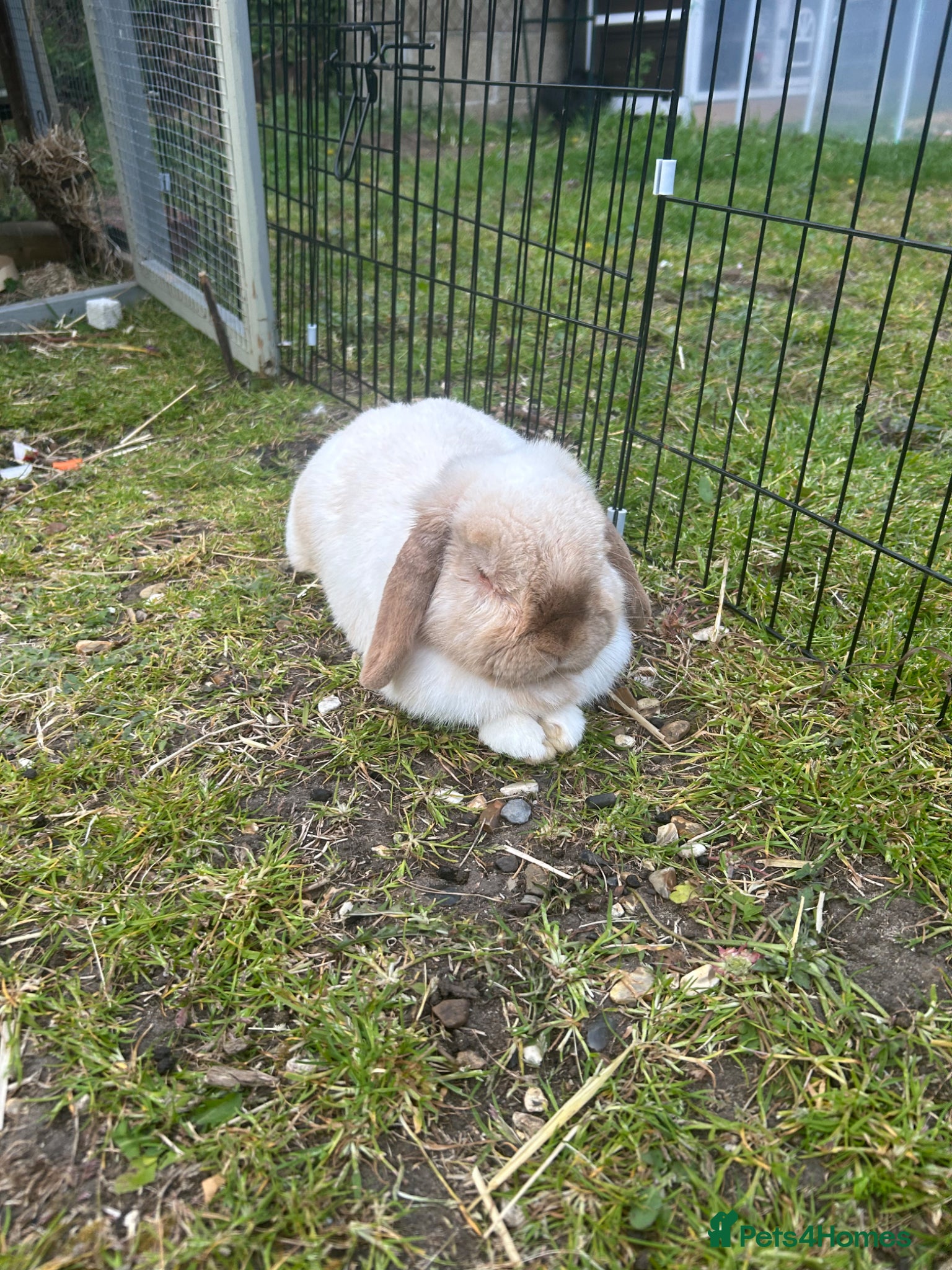 French Lop rabbits French Lop male for rehoming - Advert 15