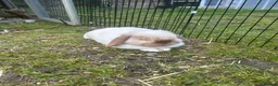 French Lop rabbits for sale: French Lop male for rehoming - Advert 1