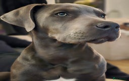 Mixed Breed dogs for sale: 9 month bulldog xspaniel (back up due to let down) - Image 8