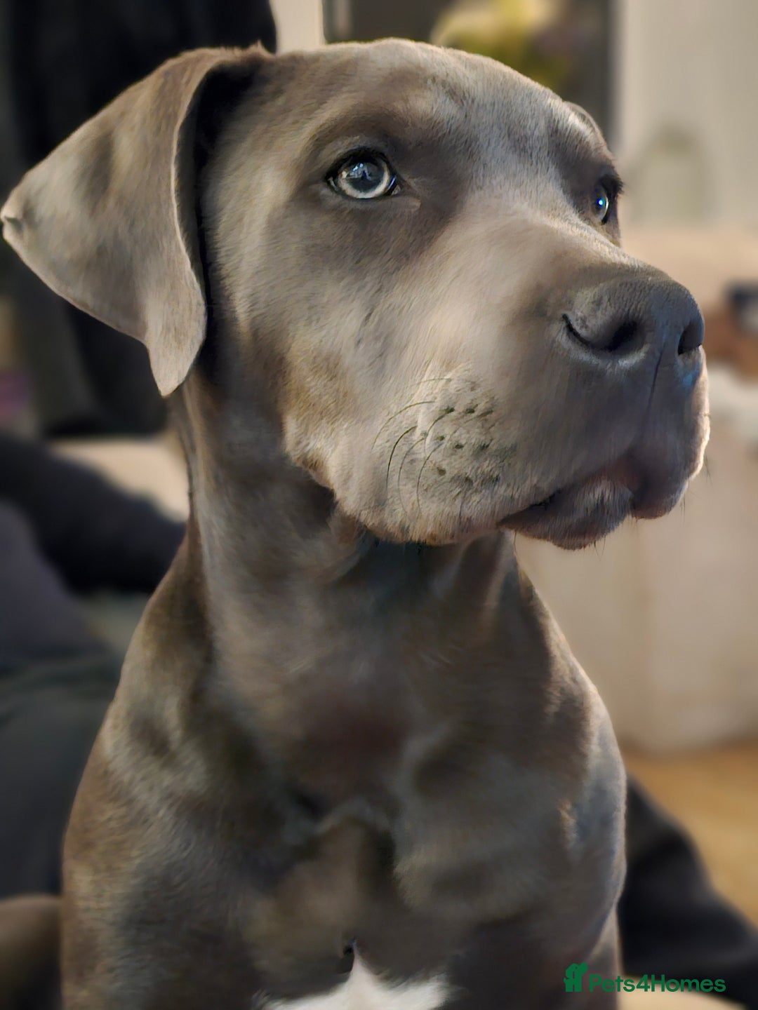 Mixed Breed dogs for sale: 9 month bulldog xspaniel (back up due to let down) - Image 8