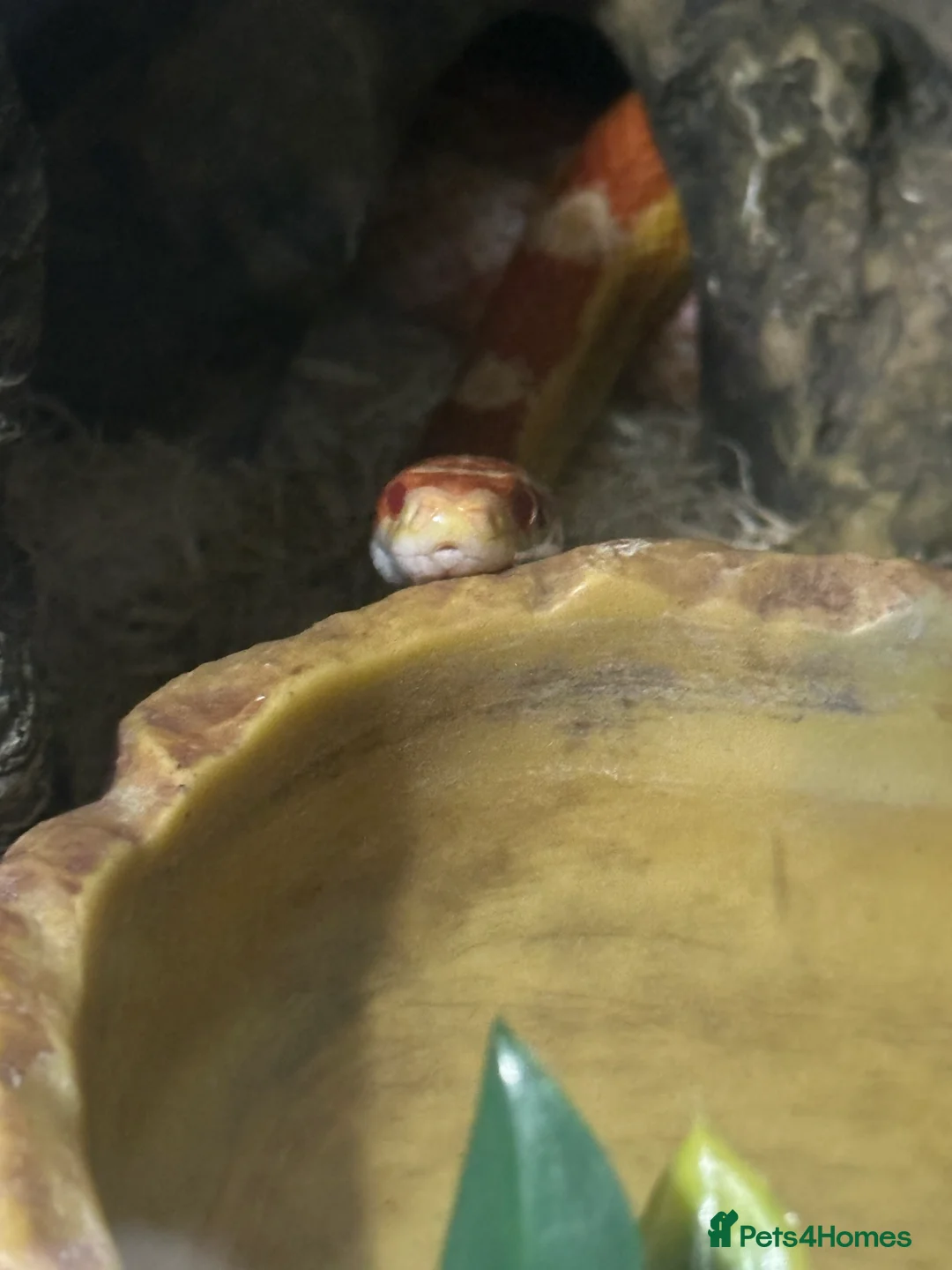 Corn Snake reptiles for sale: Corn snake with everything  - Advert 2