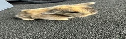 Mini Lion Lop rabbits for sale: Mini lion lops  - Advert 2