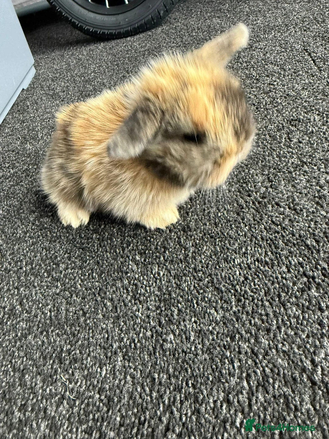 Mini Lion Lop rabbits for sale: Mini lion lops  - Advert 2