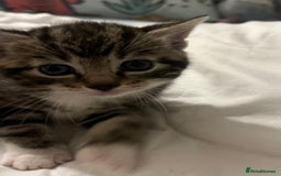 Siamese cats for sale: Adorable Siamese cross kittens  - Image 3