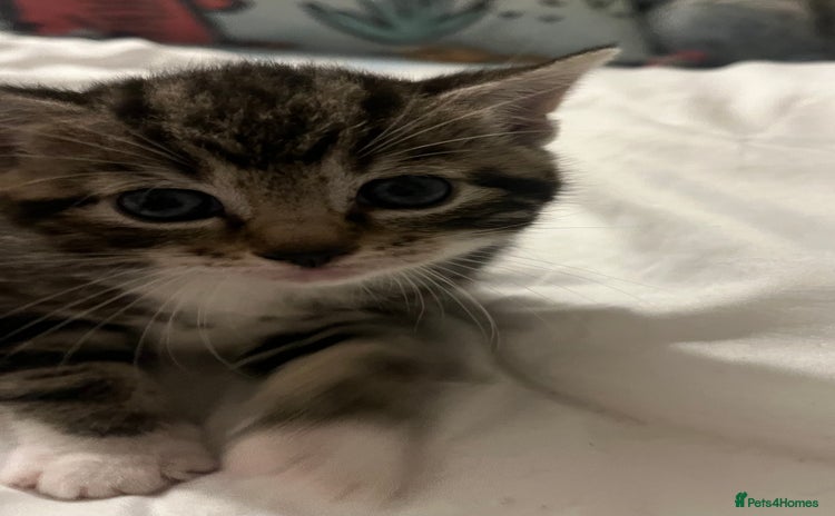 Siamese cats Adorable Siamese cross kittens  - Advert 1