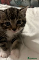 Siamese cats - Advert 4