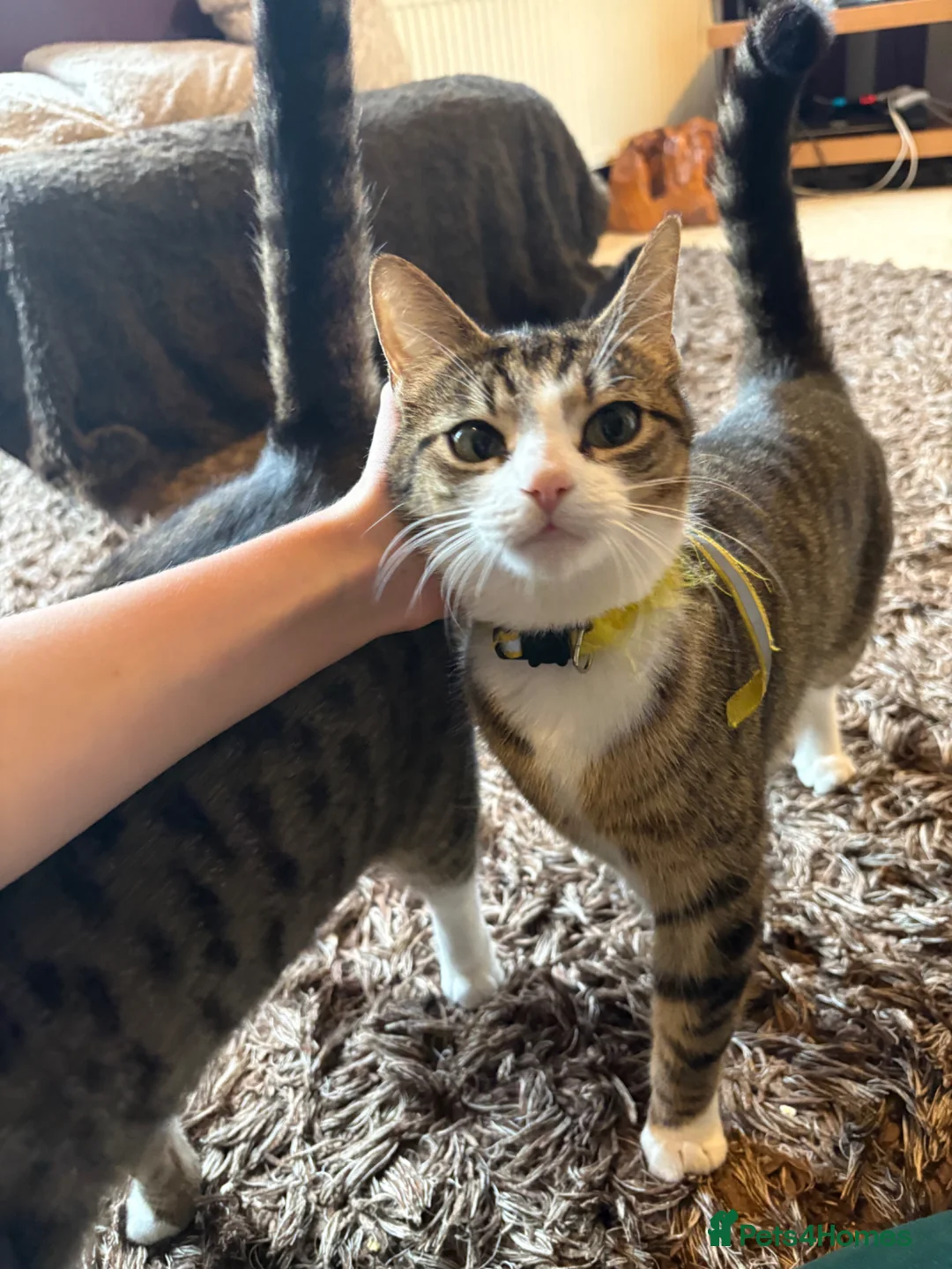 British Shorthair cats for sale: 8 cuddly kittens!  - Advert 1