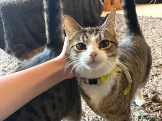 British Shorthair cats 8 cuddly kittens! - Advert 2