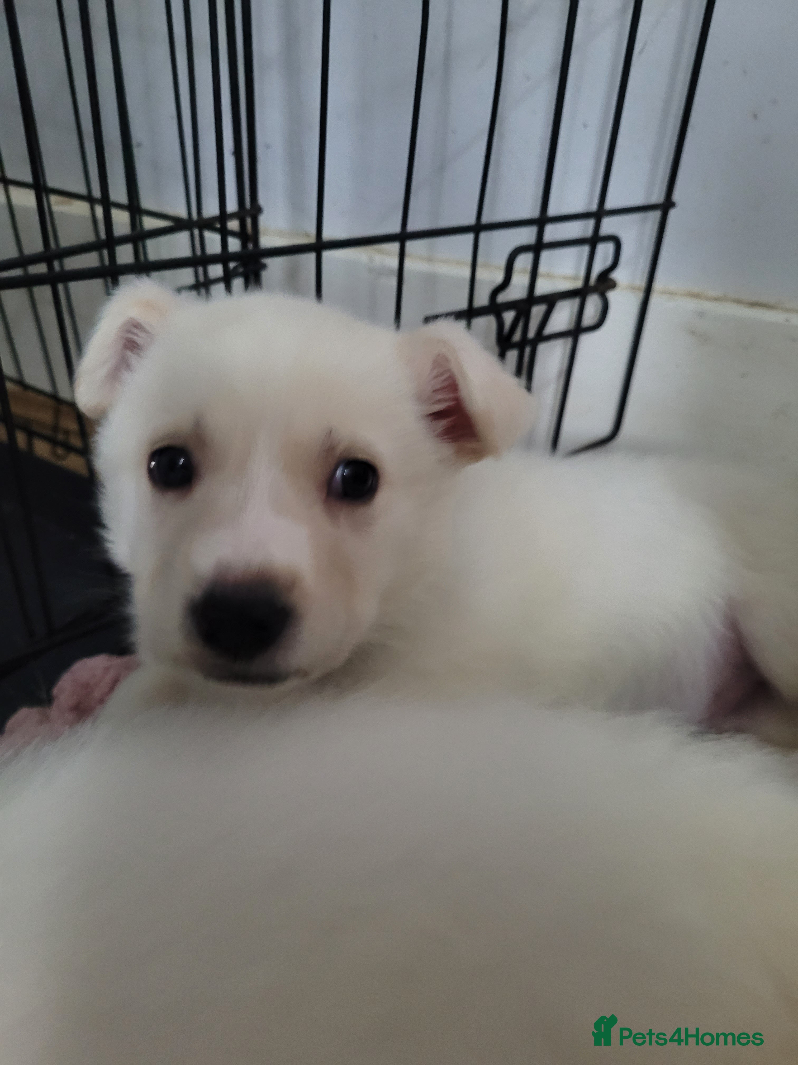 Mixed Breed dogs Golden shepherd - Advert 1