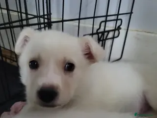 Mixed Breed dogs Golden shepherd - Advert 2