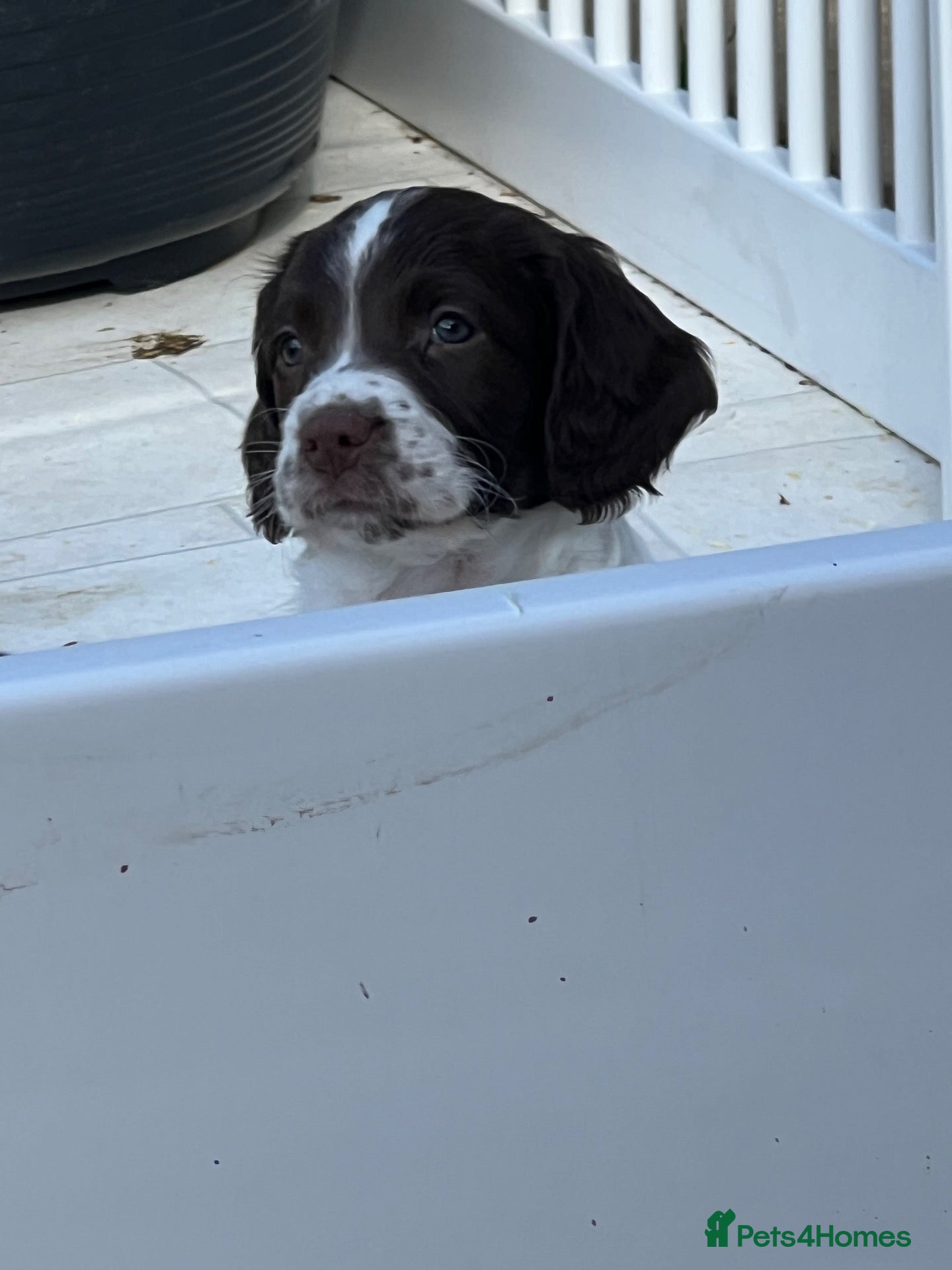 English Springer Spaniel dogs KC reg Springer spaniel Pups - Advert 1
