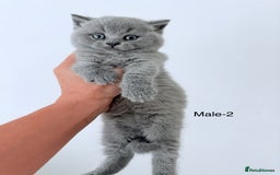 British Shorthair cats for sale: British Shorthair kittens ready mid-October - Image 5
